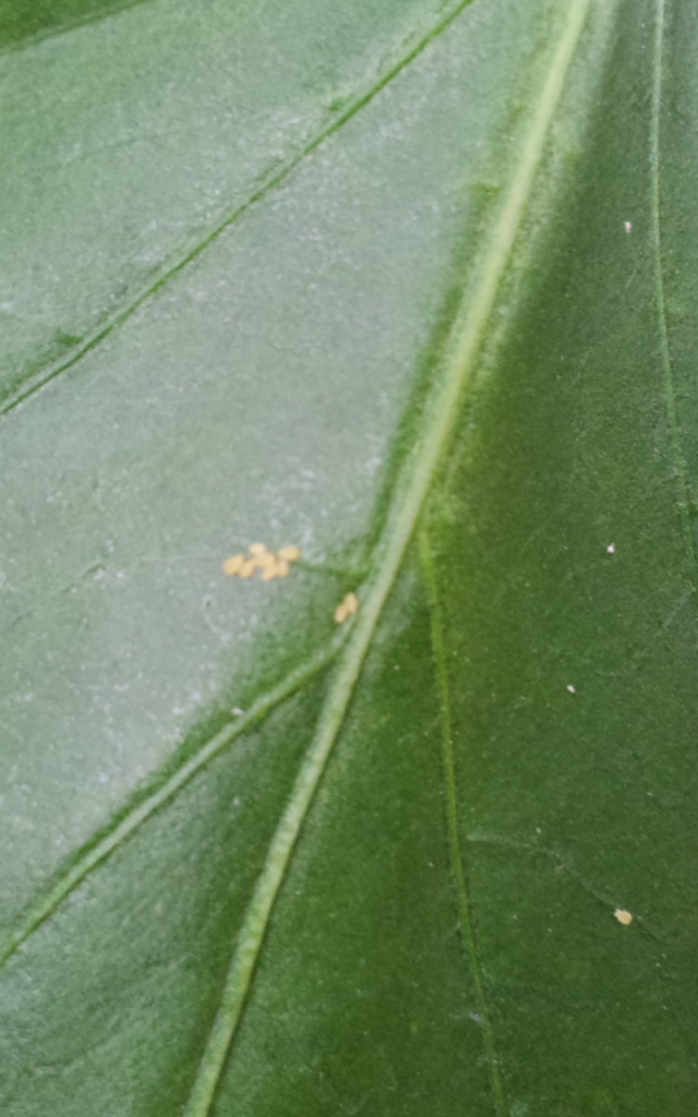 ladybug-eggs-about-two-and-half-dozen-ladybug-eggs-hanging-flickr