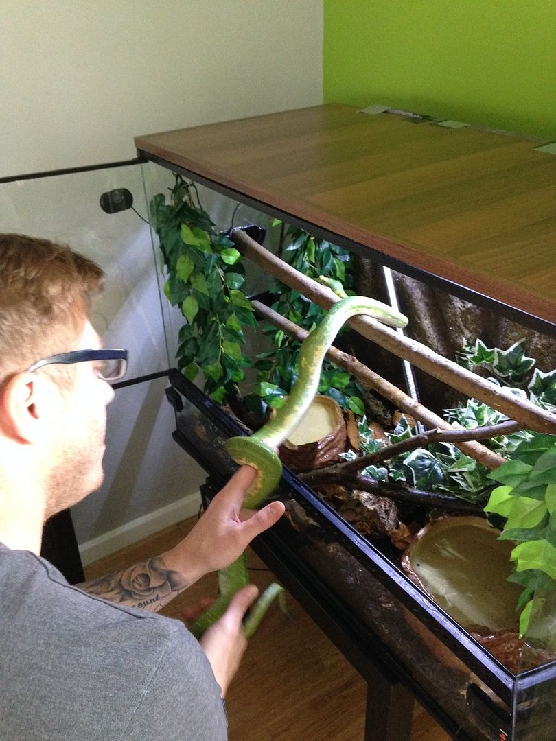 Amazon tree boa setup Reptile Forums