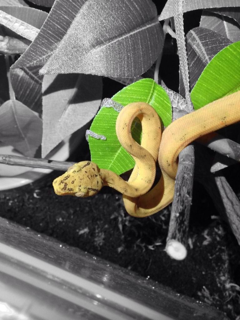 Amazon tree boa setup Reptile Forums