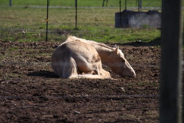 IMAGE: http://i358.photobucket.com/albums/oo23/speedypalomino/nappnpiggy.jpg