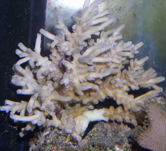 coral1.jpg