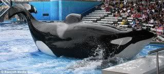 Tillikum Tillikum