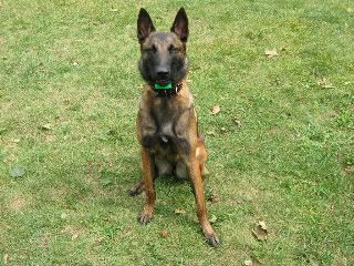 belgian shepherd malinois training breed profile u2013 belgian malinois london ontario dog training belgian shepherd malinois training breed profile u2013 belgian malinois london ontario dog training