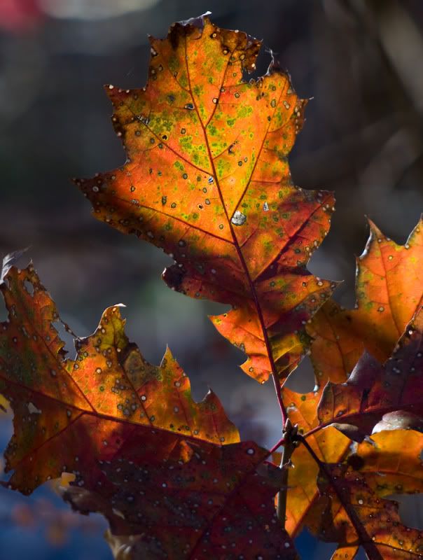 IMAGE: http://i358.photobucket.com/albums/oo26/georgeike/20101114-IMG_0401.jpg