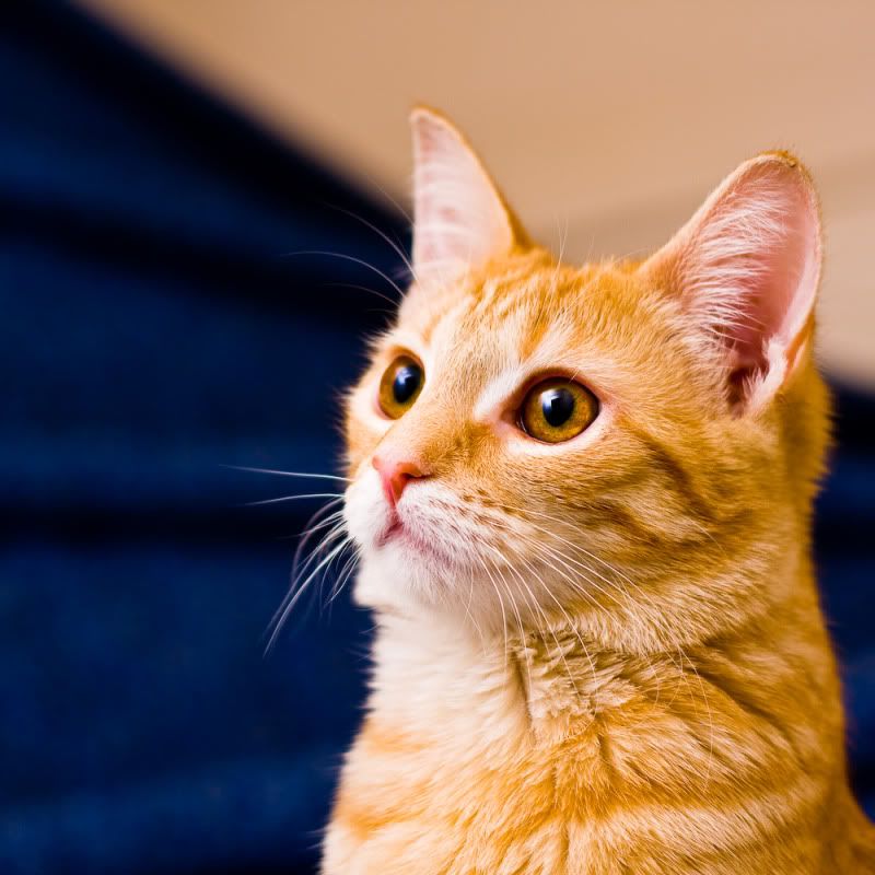 IMAGE: http://i358.photobucket.com/albums/oo26/georgeike/20110130-IMG_3266.jpg