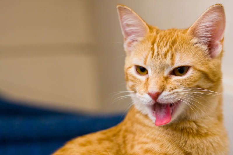 IMAGE: http://i358.photobucket.com/albums/oo26/georgeike/20110130-IMG_3269.jpg