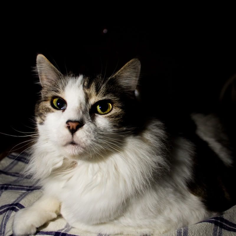 IMAGE: http://i358.photobucket.com/albums/oo26/georgeike/20110202-IMG_3392.jpg