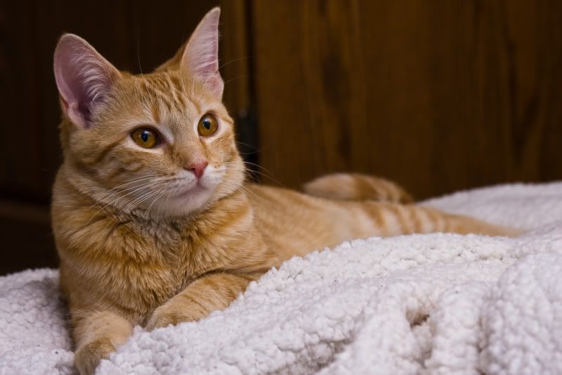 IMAGE: http://i358.photobucket.com/albums/oo26/georgeike/20110306-IMG_4711.jpg