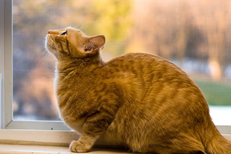 IMAGE: http://i358.photobucket.com/albums/oo26/georgeike/20110329-IMG_5915.jpg