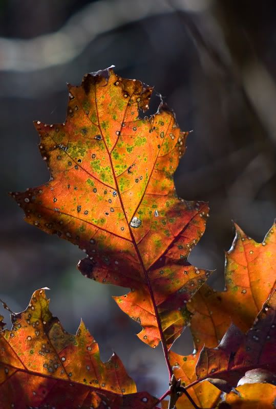 IMAGE: http://i358.photobucket.com/albums/oo26/georgeike/IMG_0401-1.jpg