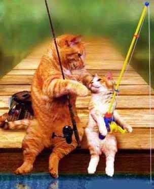 funny-cat-picture-fishing-cats.jpg fishing image by thema