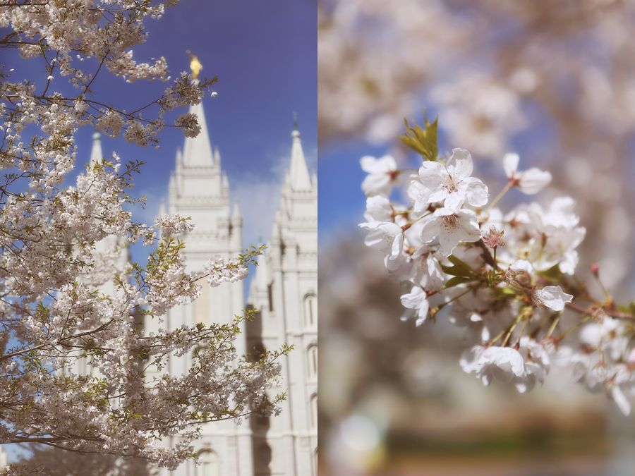 salt lake temple wedding springtime blossoms photo saltlaketempleweddingspringtimeblossoms002_zps9e516d2e.jpg