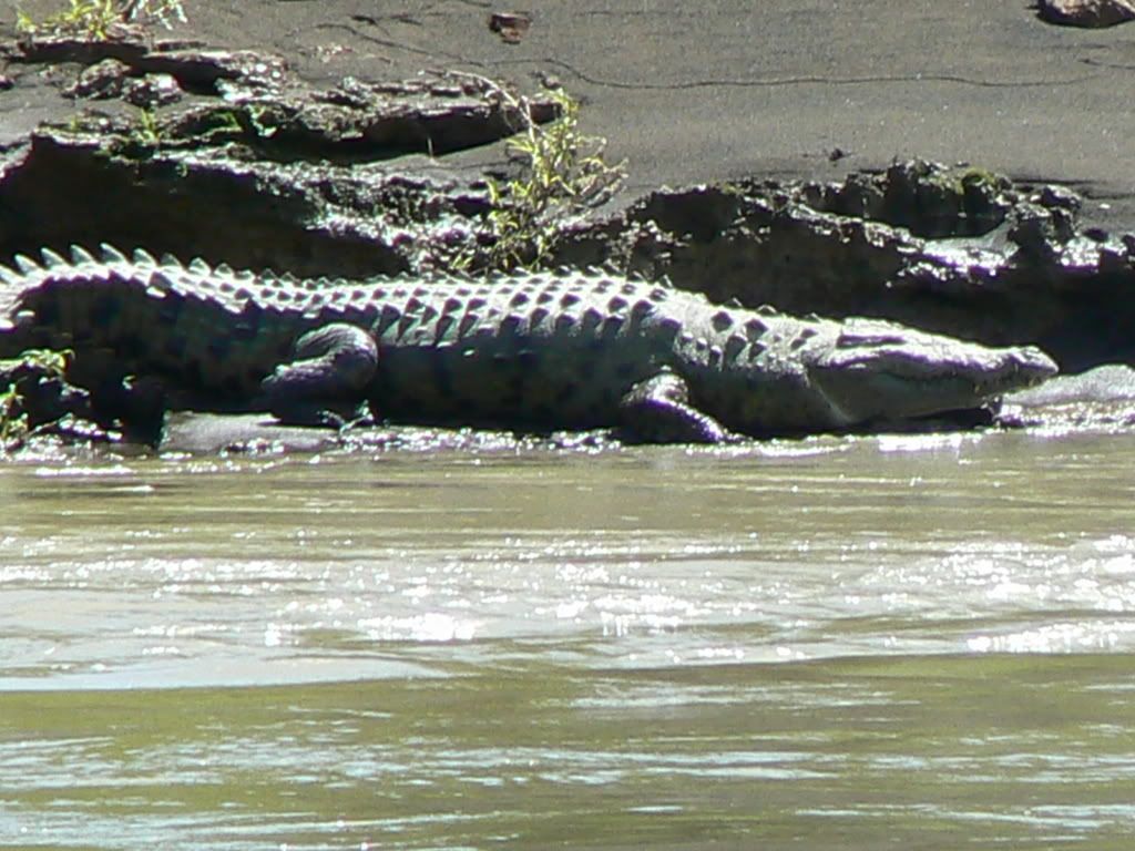 Animales en el rio Sarapiqui Pictures, Images and Photos