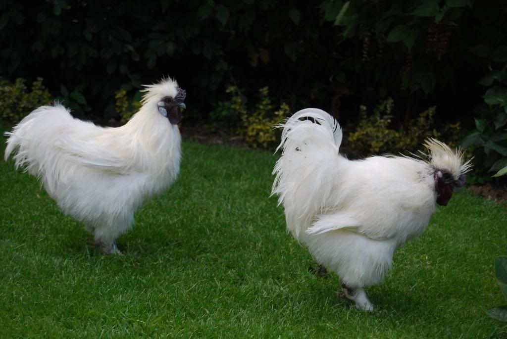 Japanese Chickens Photo by Portfolio_Bea | Photobucket