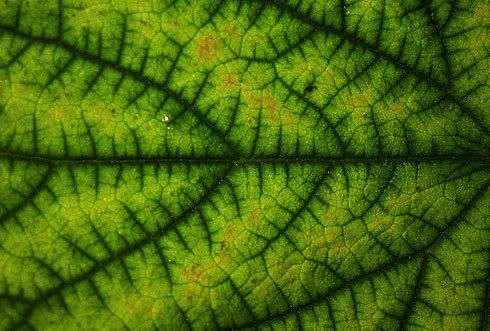 Color | Inspiration | fractal