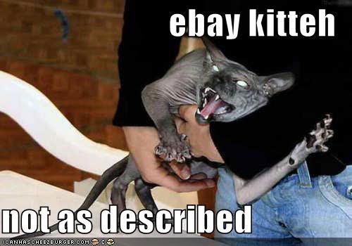 Silliness photo: e-bay kitteh not as described funny-pictures-crazy-ebay-cat.jpg