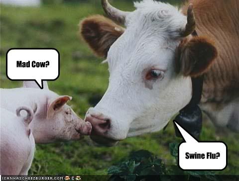 Silliness photo: Mad cow &amp; swine flu funny-pictures-swine-flu-and-mad-co.jpg