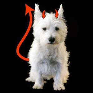 bad dog Pictures, Images and Photos