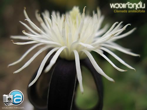 พวงแก้วกุดั่น, Clematis smilacifolia, เครือจางหลวง, ไม้เถา, ไม้เลื้อย, ต้นไม้, ดอกไม้ พวงแก้วกุดั่น, Clematis smilacifolia, เครือจางหลวง, ไม้เถา, ไม้เลื้อย, ต้นไม้, ดอกไม้้