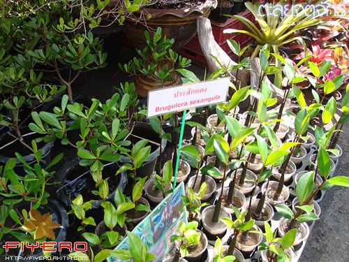 จตุจักร, ตลาดต้นไม้, ตลาดนัด, ต้นไม้, ดอกไม้, ตลาด, พุธ, พฤหัส, ราคาต้นไม้, ซื้อต้นไม้ จตุจักร, ตลาดต้นไม้, ตลาดนัด, ต้นไม้, ดอกไม้, ตลาด, พุธ, พฤหัส, ราคาต้นไม้, ซื้อต้นไม้