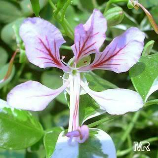 flowering climate vines cold Flowering Vines