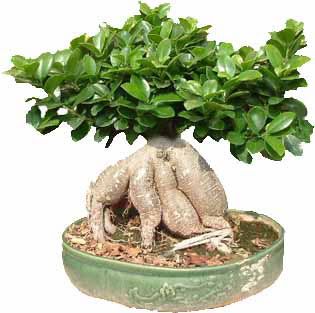 Bonsai Plant on Bonsai Ficus With Exposed Roots