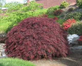 Pruning Japanese Maple