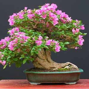 Bonsai Tree Pictures on Bonsai And Normalbougainvilleas Will Flower Nearly All Year Round In